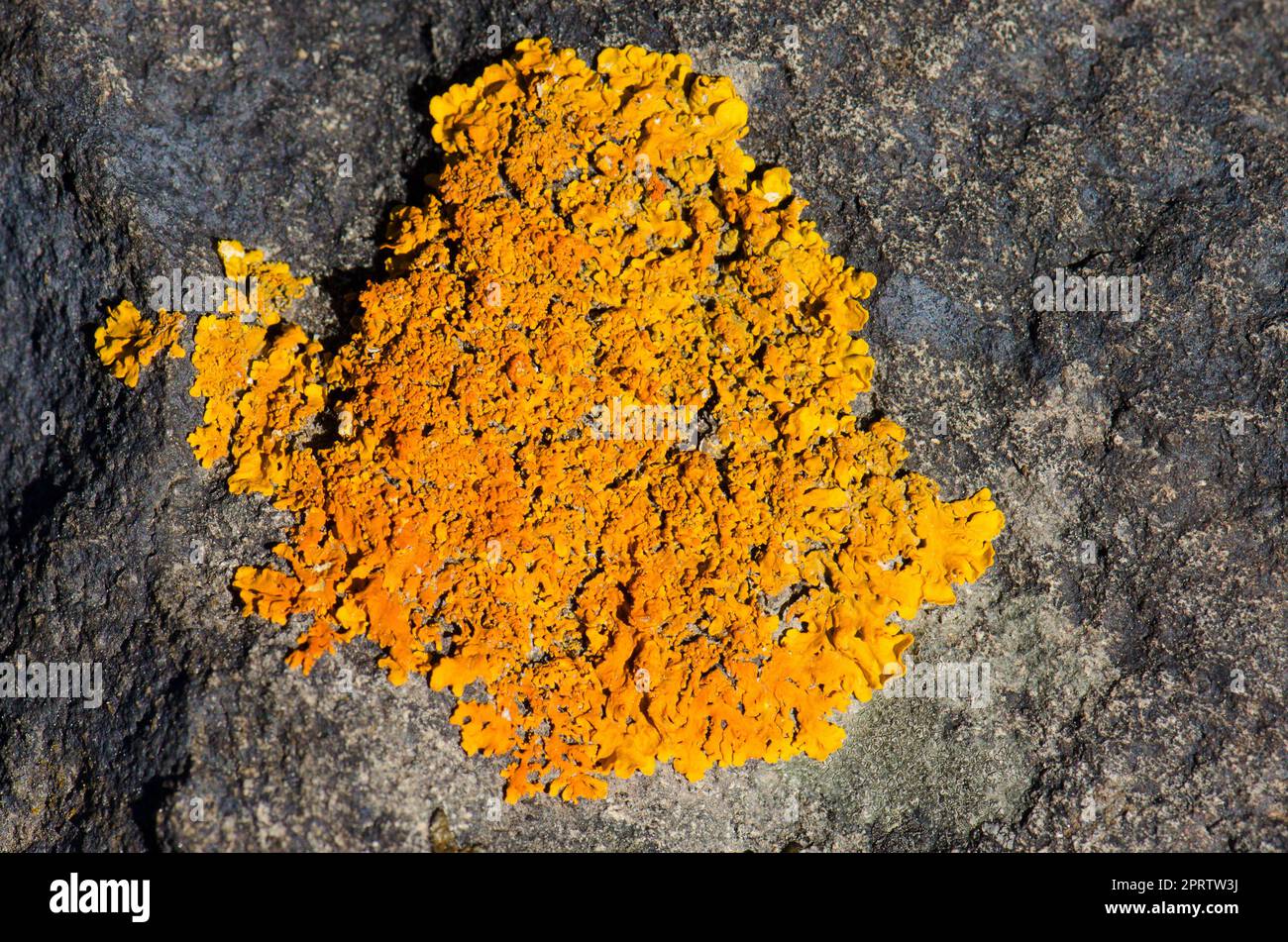 Gewöhnliche orangefarbene Flechten. Stockfoto