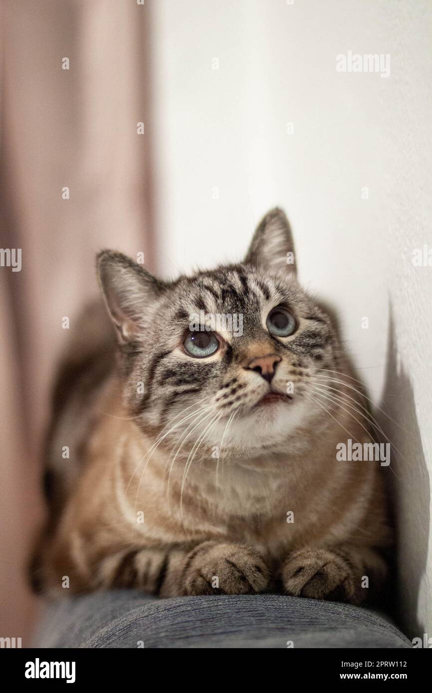 Anmutige Katze mit stechenden Augen und einem königlichen Benehmen. Perfekt für Tierfreunde und Beiträge in sozialen Medien. Stockfoto