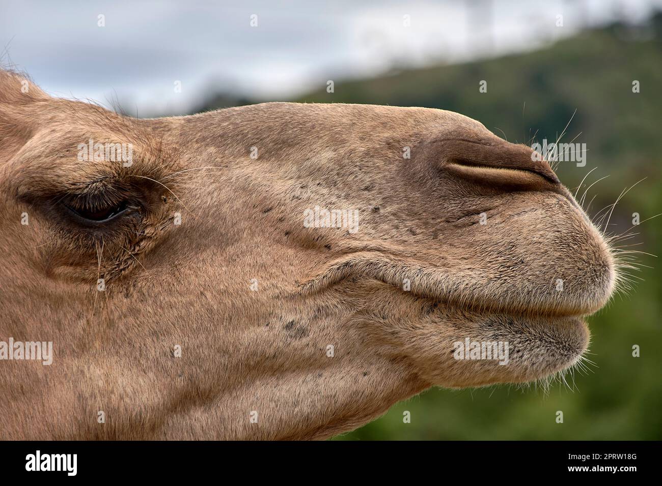 Detail des Kopfes eines Dromedars. Wolkiger Himmel, Textur, Haare, Augen, Nase, Lächeln im Mund Stockfoto