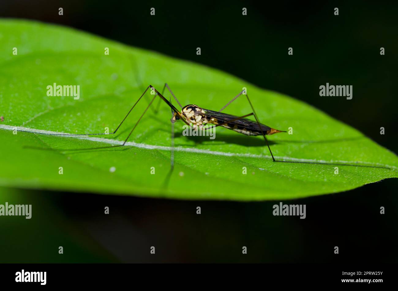 Crane Fly, Tipulidae Family, Klungkung, Bali, Indonesien Stockfoto