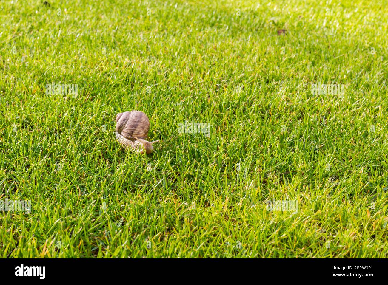 Römische Schnecke oder Burgunder Schnecke (Helix pomatia), die im Frühling auf grünem Gras krabbelt Stockfoto