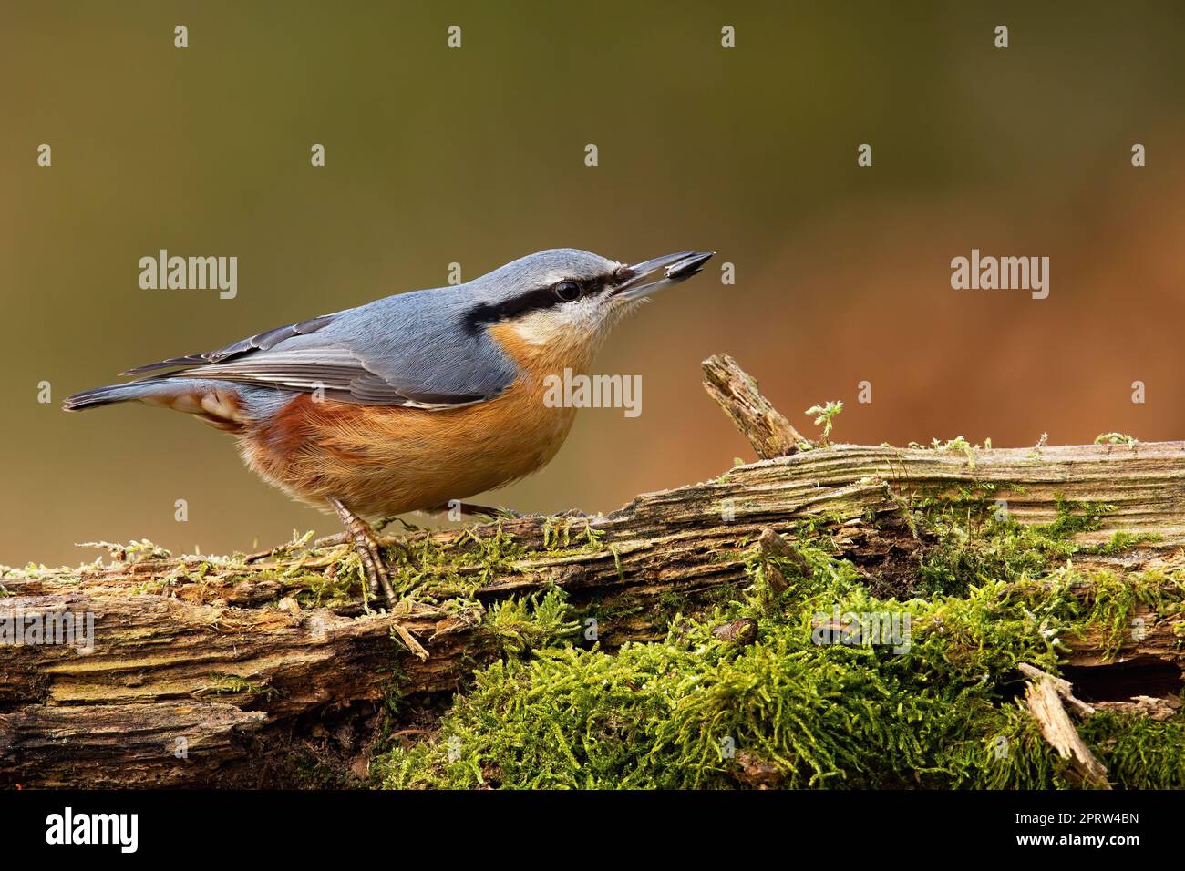 Eurasischer Nuthatch, der im Herbst auf moosem Holz ruht Stockfoto