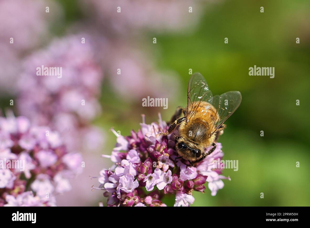 Honigbiene, die Nektar auf einer Blume des Schmetterlingsbusches sammelt. Beschäftigte Insekten Stockfoto