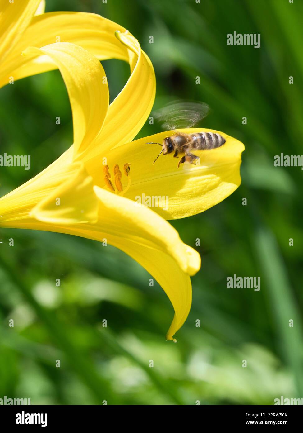 Honigbiene, die Nektar im Flug auf einer gelben Lilienblume sammelt. Beschäftigtes Insekt. Stockfoto