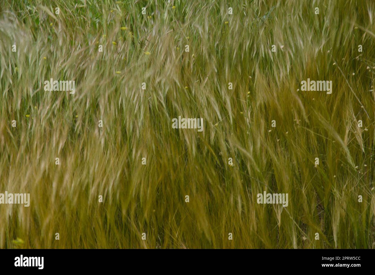 Hafer Avena sp. Und Kurzsenf Hirschfeldia incana durch den Wind bewegen ...