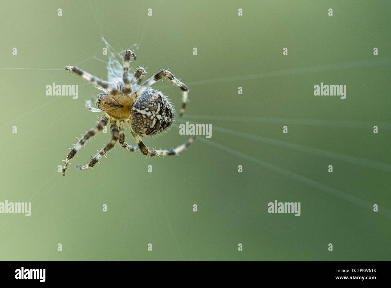 Kreuzspinne in einem Spinnennetz, lauert auf Beute. Unscharfer Hintergrund Stockfoto