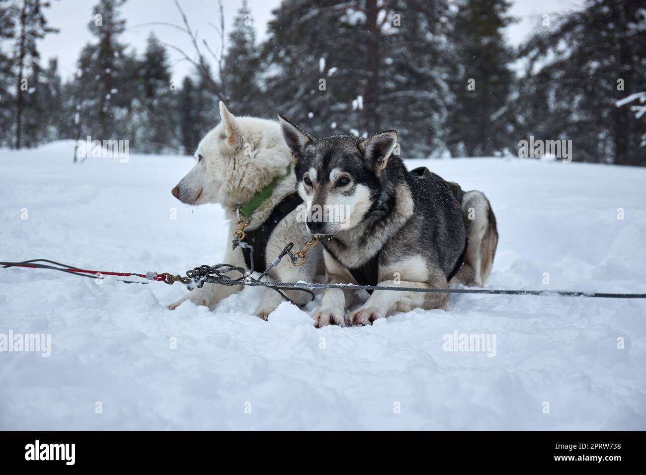 Schlitten ziehen ziehen -Fotos und -Bildmaterial in hoher Auflösung – Alamy