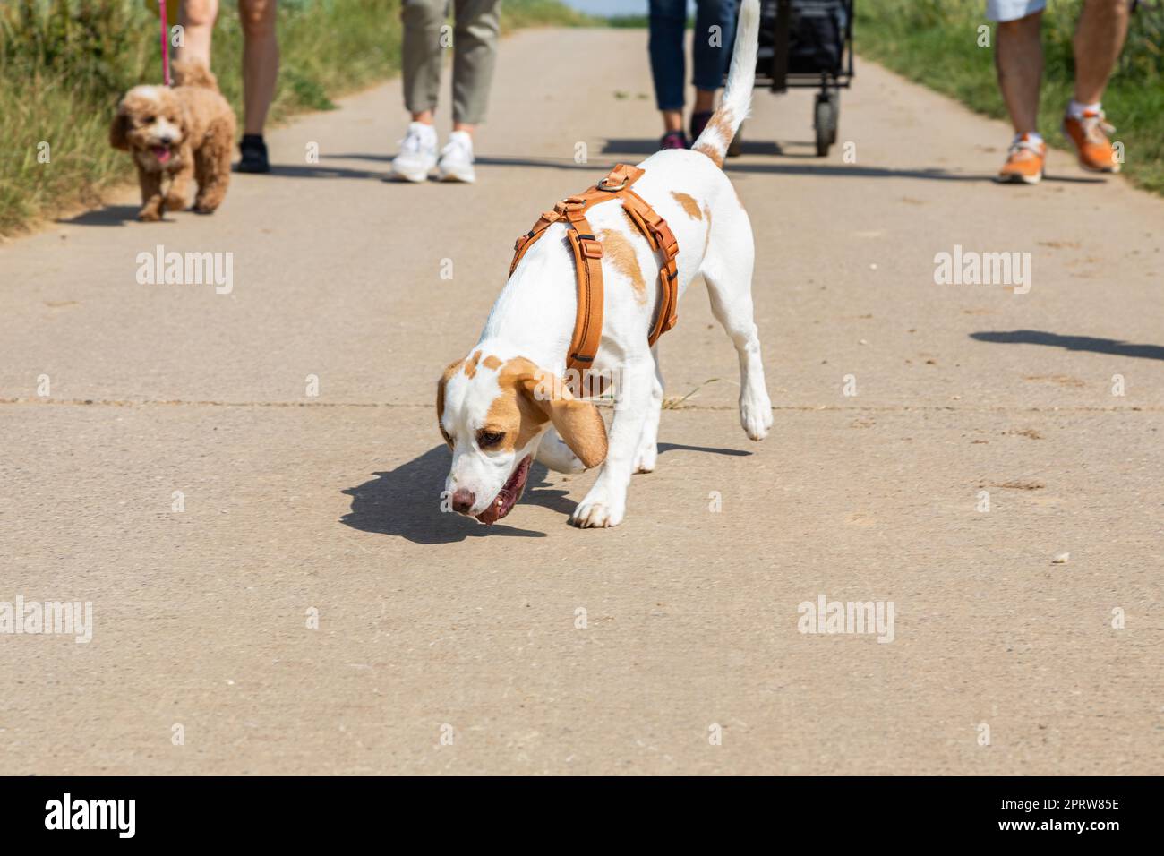 beagle Hündchen schnüffelt auf dem Boden während eines Spaziergangs Stockfoto