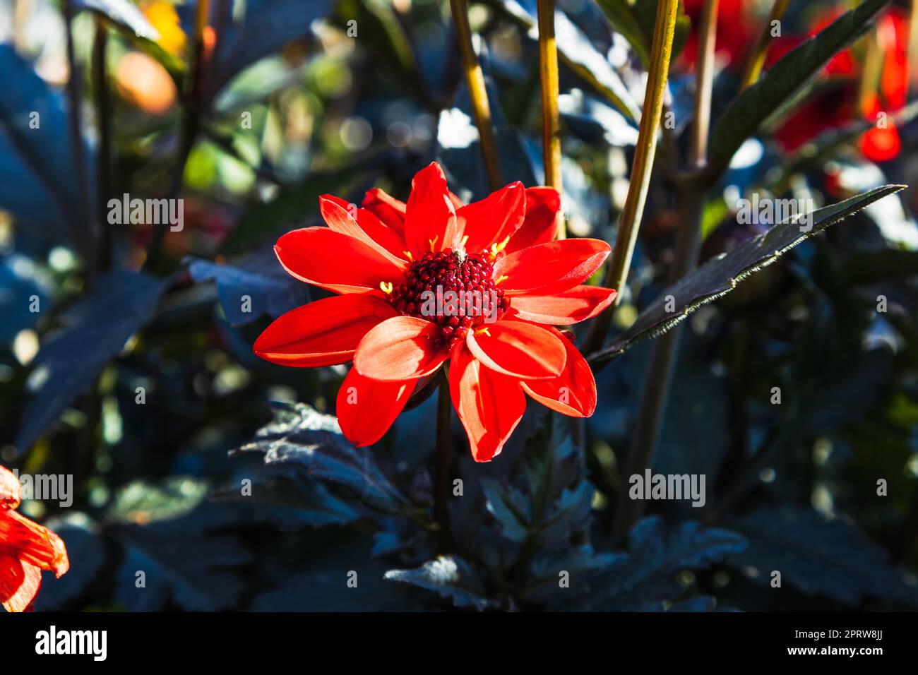 Dahlia - Dark Angel Pulp Fiction Blumen blühen im Stadtparkgarten Stockfoto