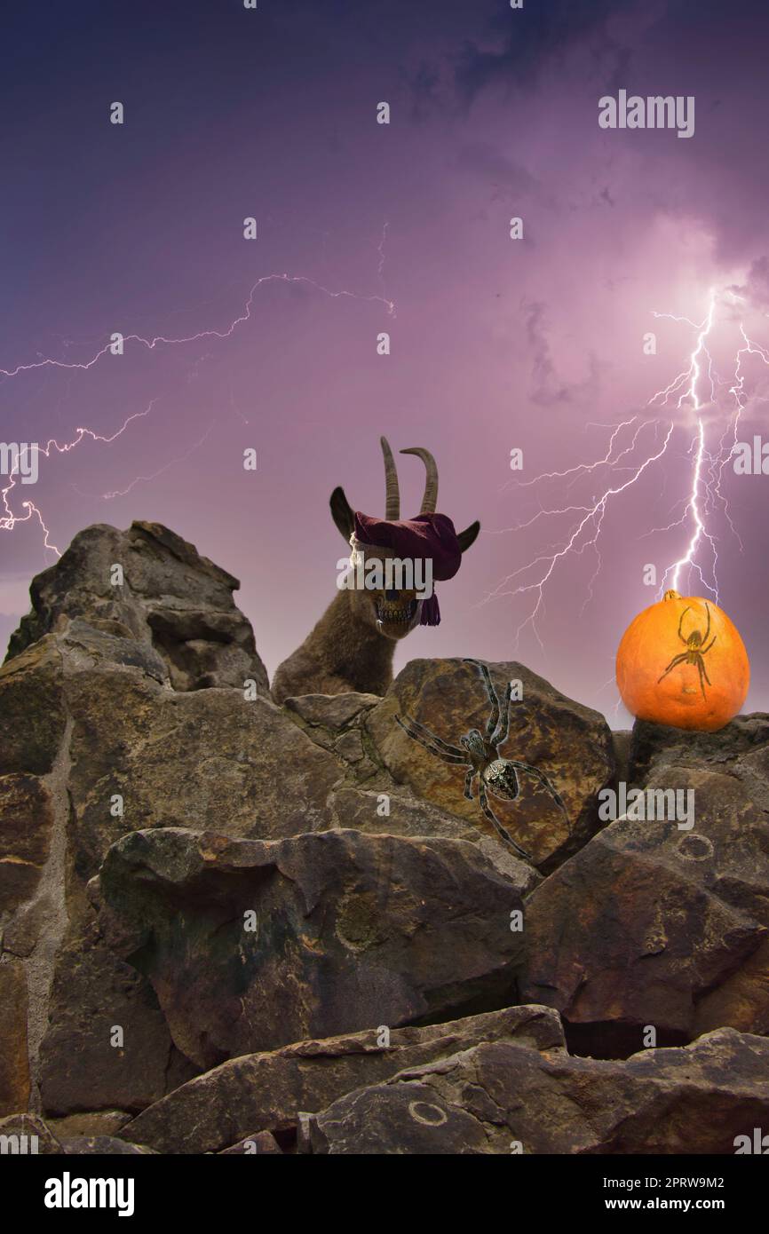 Bildkomposition für Halloween mit Ibex, Schädel, Bajonett, Kreuzspinne, Kürbis, Unheimlich Stockfoto