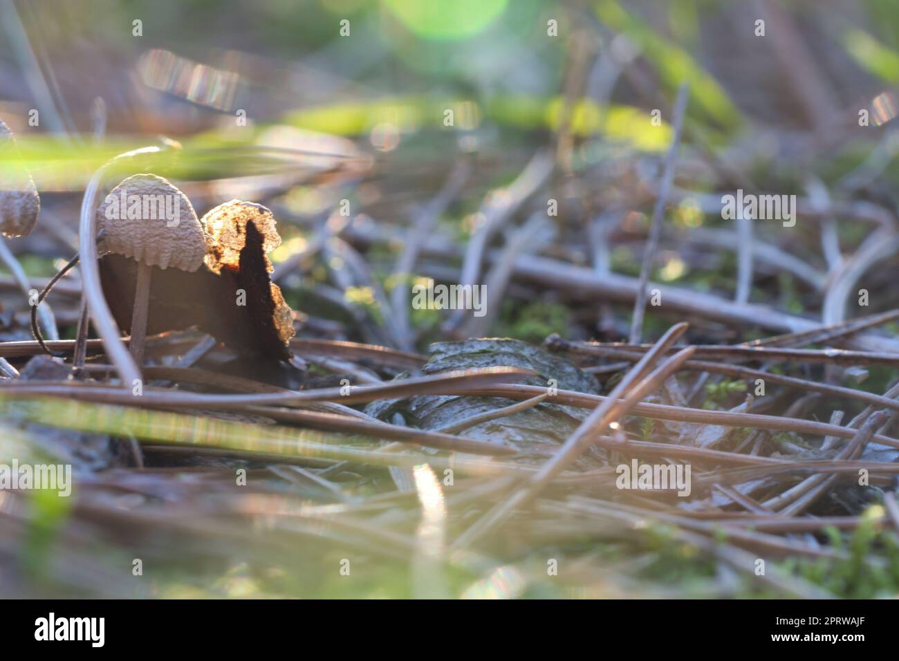 Pilz, verträumt, verwischt mit Sonnenstrahlen auf Nadelwaldboden im Herbst. Sanfte Lichtstimmung. Makroaufnahme aus der Natur im Wald Stockfoto