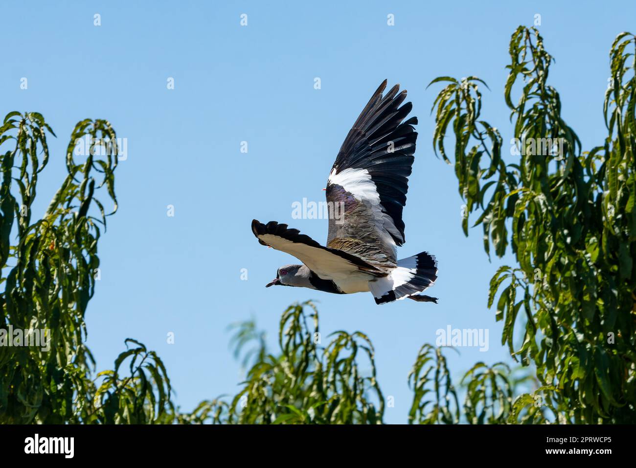 Ein südlicher Lapwing, Vanellus chilensis, in der Nähe von Tupungato, Mendoza, Argentinien. Stockfoto