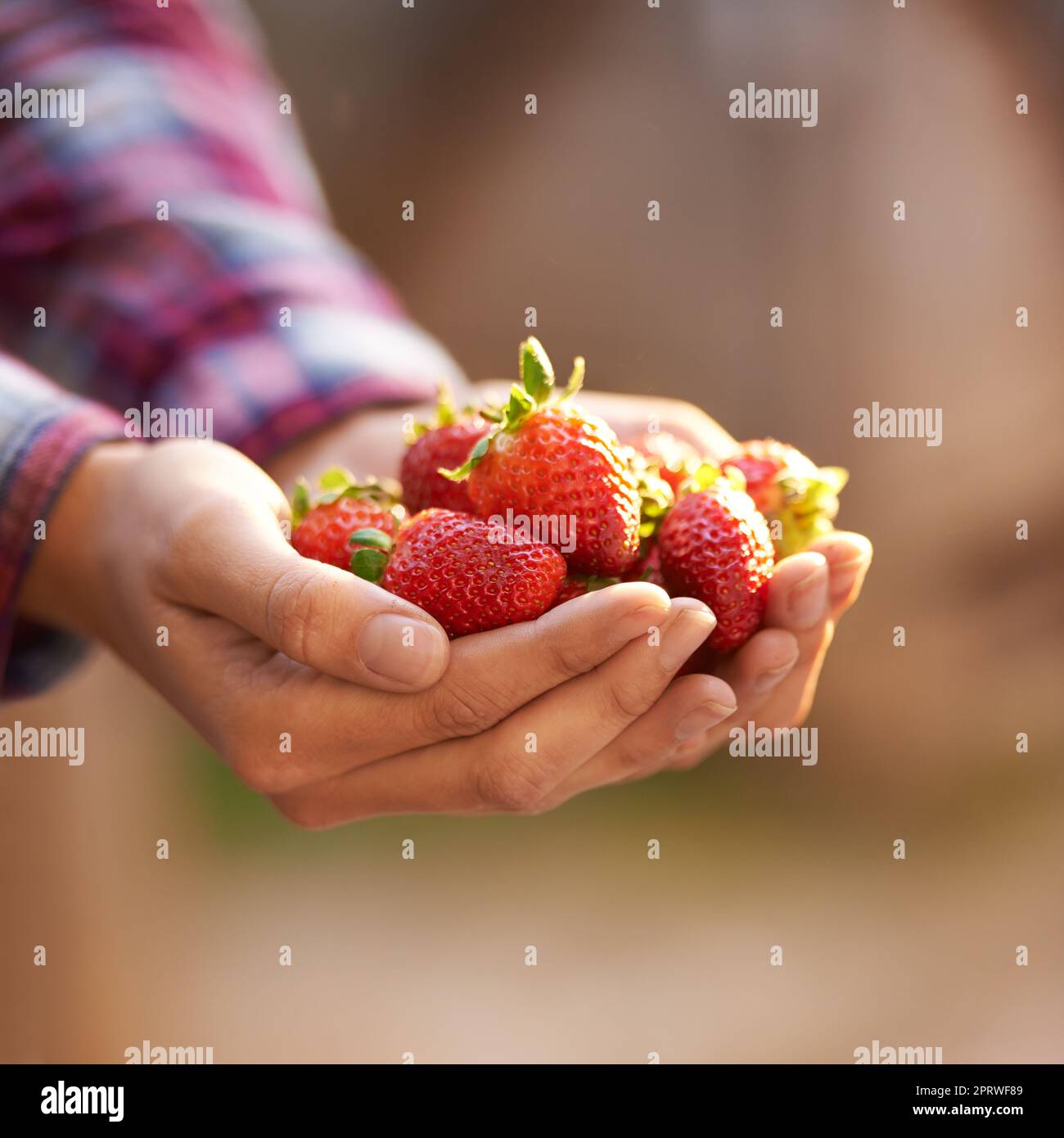Schätze von Mutter Natur. Eine Frau mit einer Handvoll frischer Erdbeeren. Stockfoto
