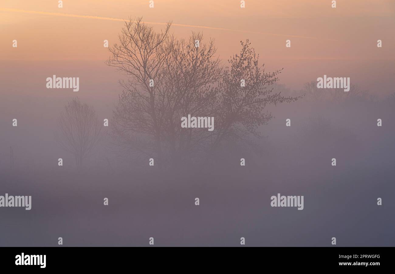 Goldener Sonnenaufgang mit Nebel am Fluss im März Stockfoto