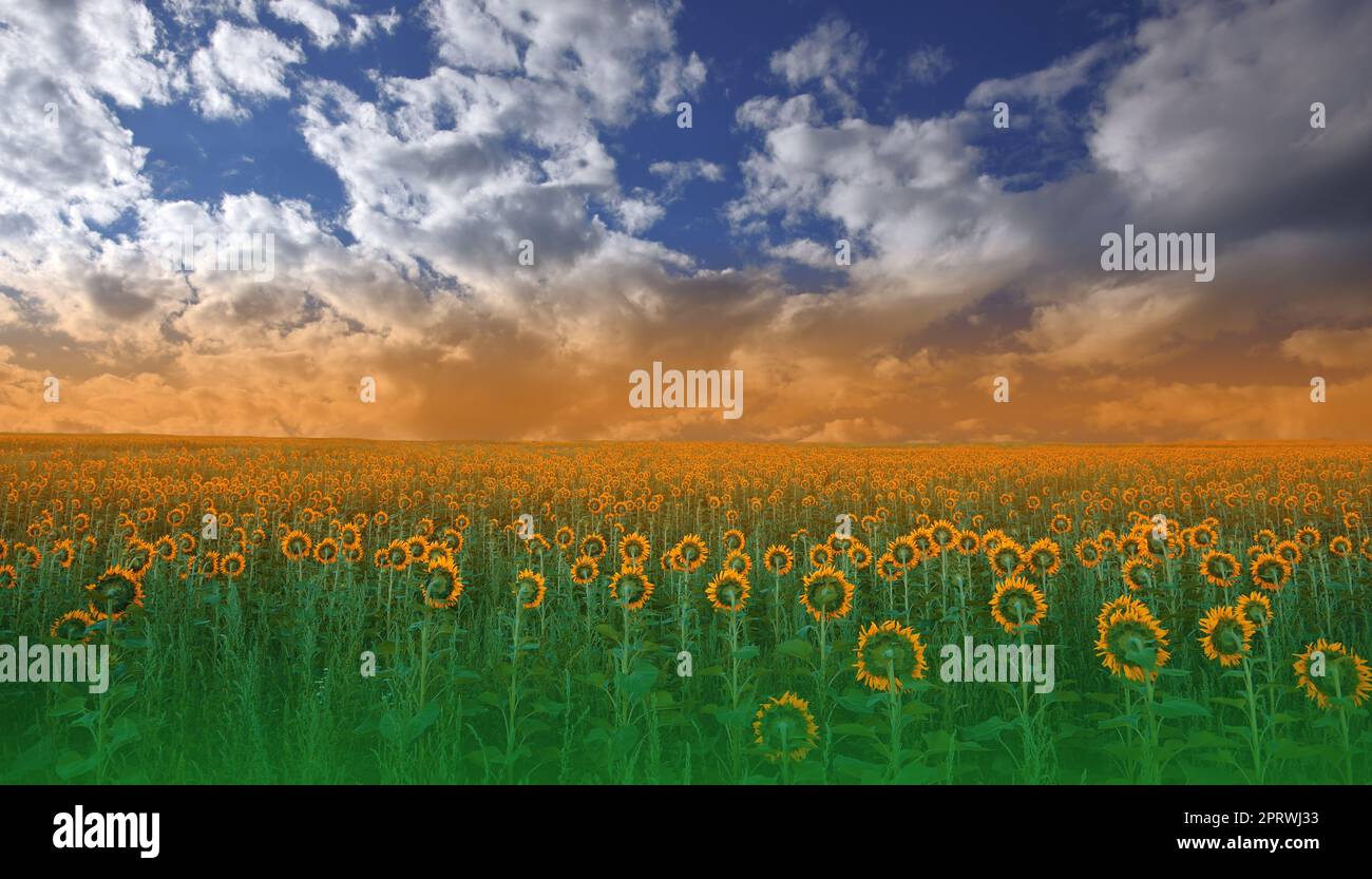 Wunderschönes Sonnenblumenfeld bei Sonnenuntergang. Landschaft von einer Sonnenblumenfarm. Landwirtschaftliche Landschaft. Sonnenblumenfeld Landschaft. Orangefarbener Natur Hintergrund. Sonnenblumen im Hintergrund Sonnenuntergang. Grußkarte Argiculture Konzept. Kunstfotografie Hintergrund. Stockfoto