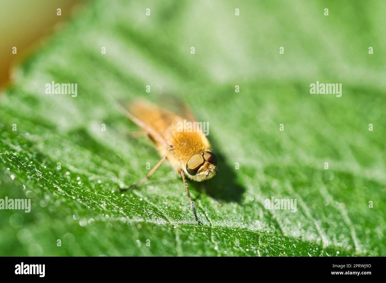 Haarringe fliegen auf einem grünen Blatt. Sonnenschein auf das Insekt. Makroaufnahme Stockfoto