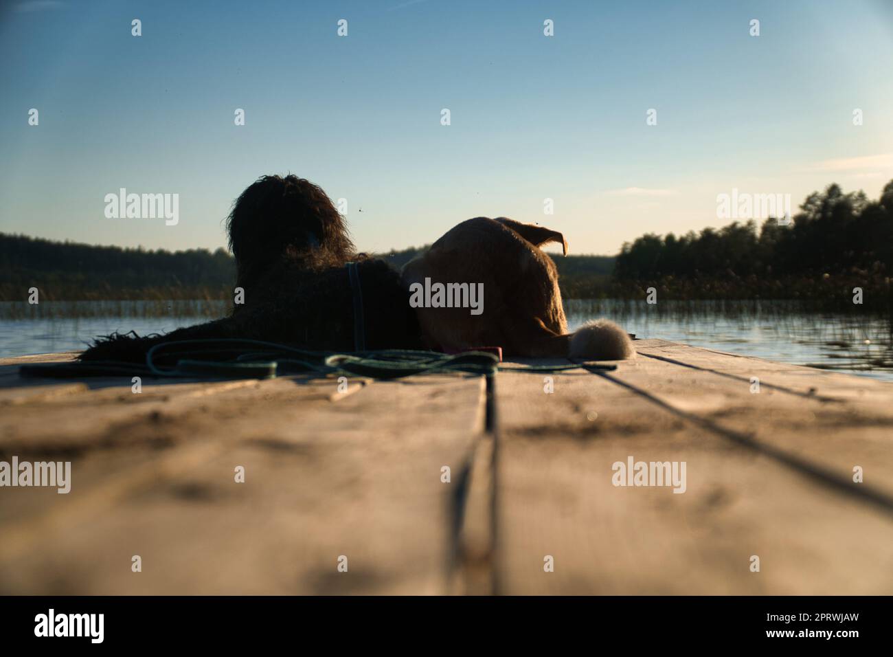 Hundefreunde, die auf einem Steg liegen und den See in Schweden betrachten. Goldklumpen und Mixen Stockfoto