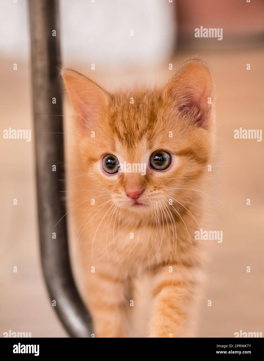 Wunderschönes, neugieriges Ginger Tabby Kätzchen auf verschwommenem Hintergrund. Felis silvestris catus. Nahaufnahme einer süßen kleinen Hauskatze, 8 Wochen alt, die am Stuhlbein stand. Stockfoto