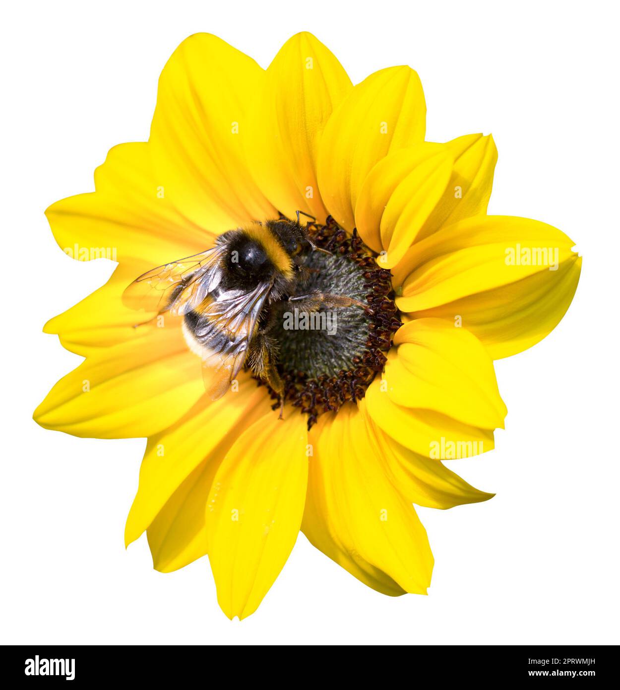 Sonnenblumenblüte mit Hummel. Isolierter Hintergrund. Zugeschnittenes Bild einer gelben Sonnenblume oder einer gewöhnlichen Sonnenblume mit einer Hummel. Stockfoto