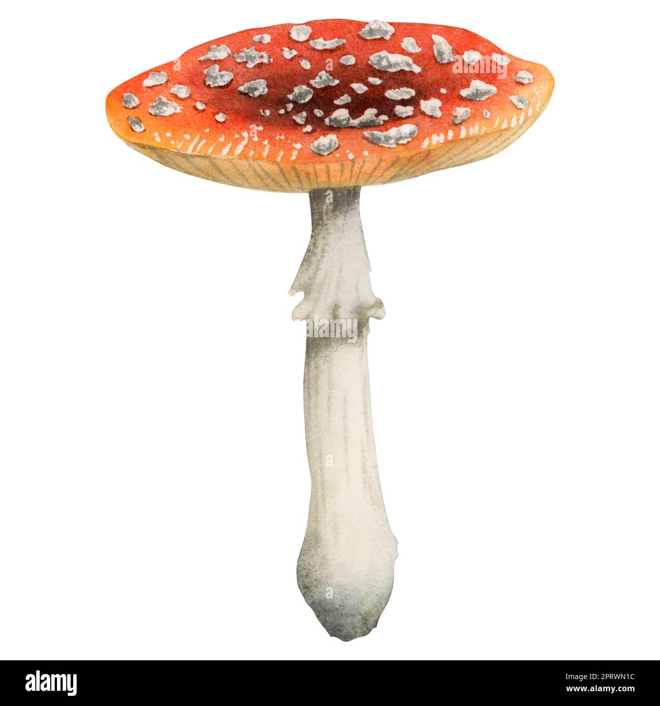 Rot mit weißen punkten pilz -Fotos und -Bildmaterial in hoher Auflösung – Alamy