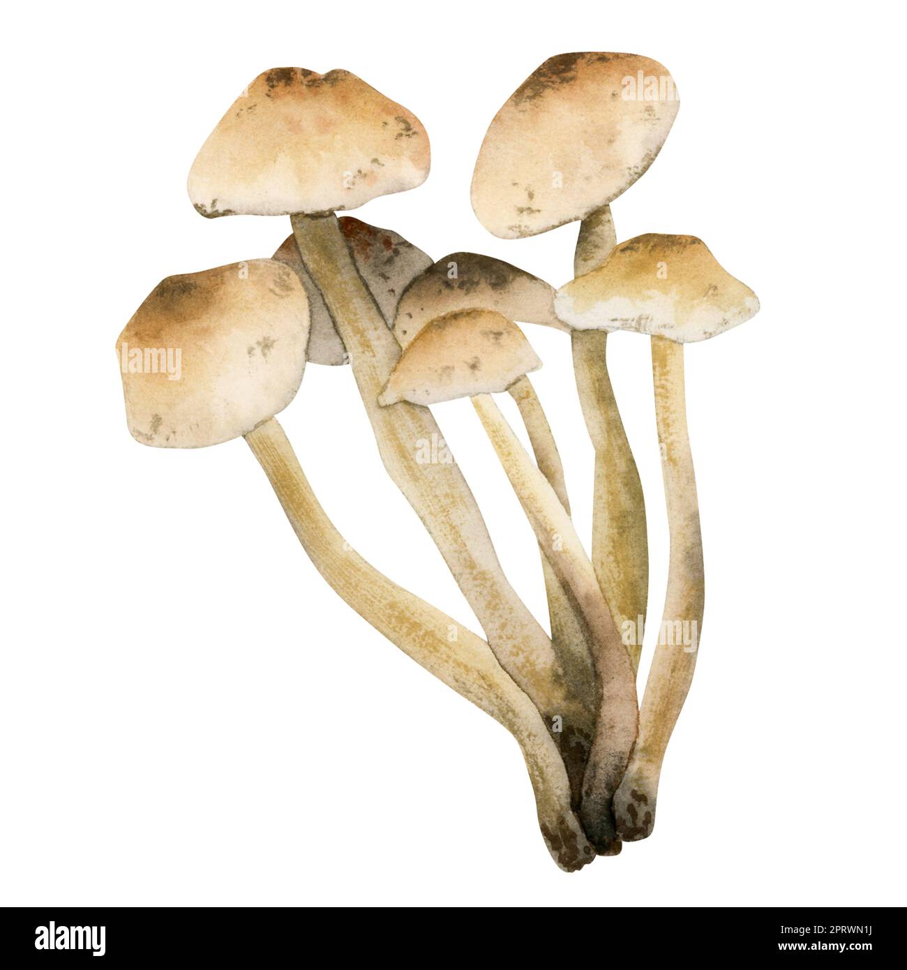 Marasmius-Oreaden hellbraune essbare Pilze Illustration. Handgezeichneter Aquarell-Feenring Champignon isoliert auf weißem Hintergrund für Rezept, Menü, Stockfoto