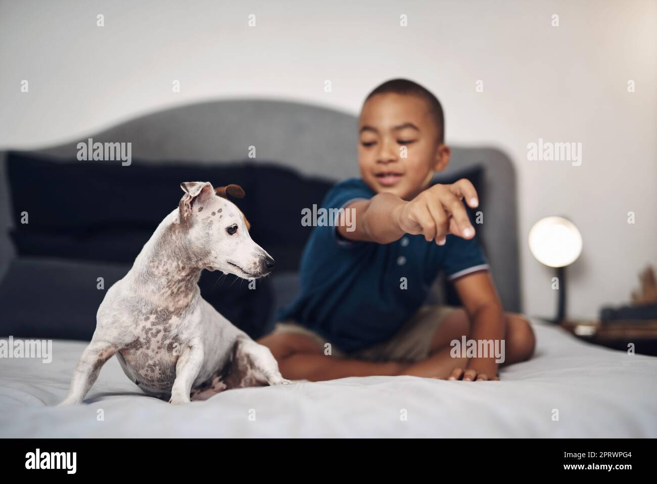 Vierbeinige Spielkameraden bilden die besten Kameraden. Ein entzückender kleiner Junge spielt mit seinem Hund auf dem Bett zu Hause. Stockfoto