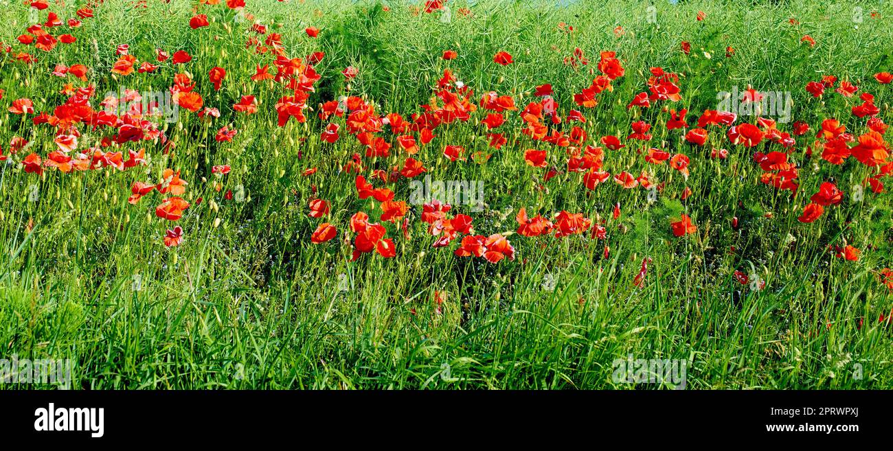 Weizenfelder mit Mohnblumen im Frühsommer. Naturfotos aus Dänemark. Stockfoto