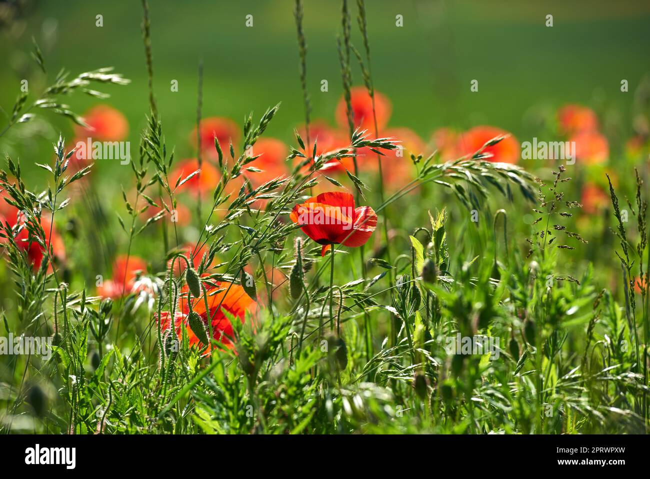 Weizenfelder mit Mohnblumen im Frühsommer. Naturfotos aus Dänemark. Stockfoto