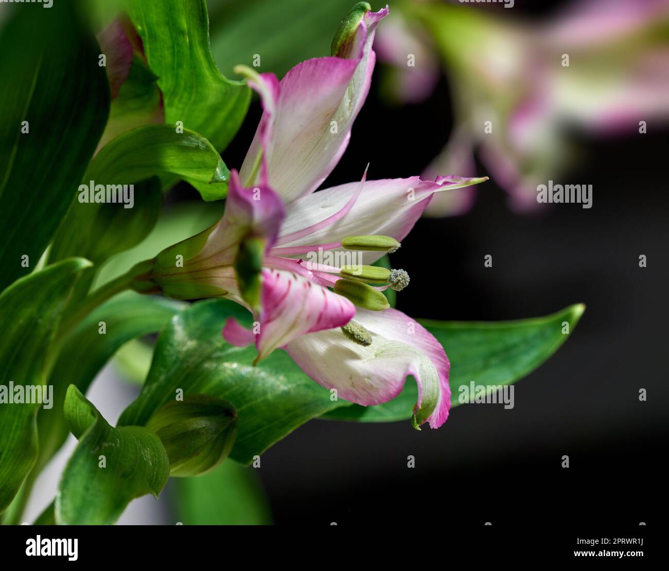 Schöne Blume - dunkler Hintergrund Stockfoto