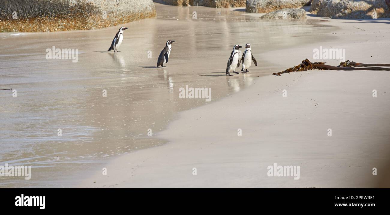 Glückliche Pinguin Familie. Ganzkörperaufnahme von Schwarzfußpinguinen am Boulders Beach, Südafrika. Stockfoto