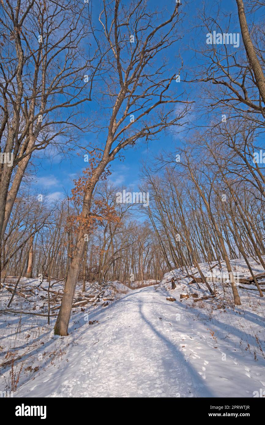 Ruhende Bäume über Einem Winter Trail Stockfoto