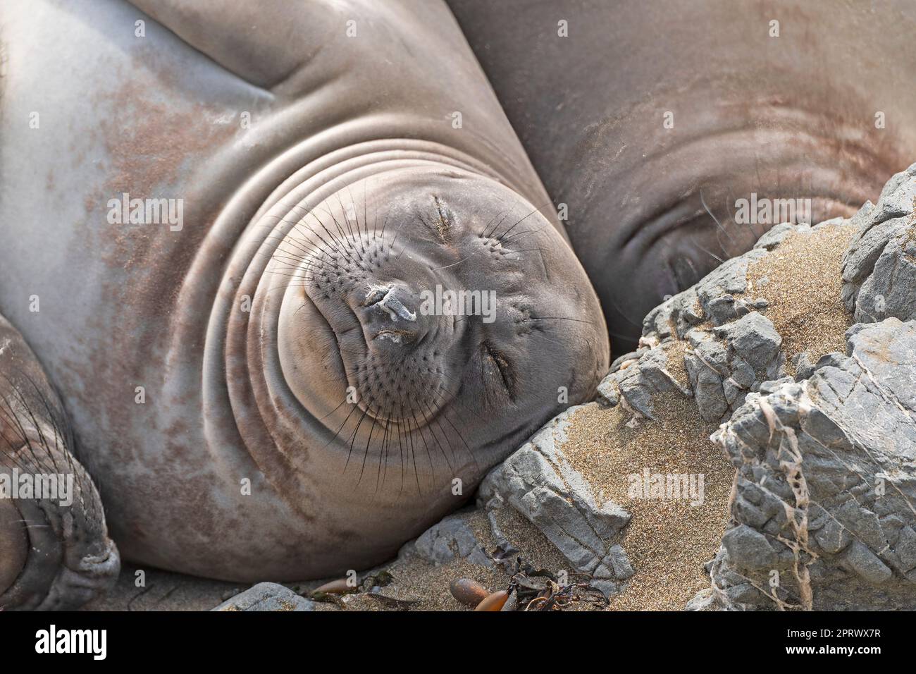 Weibliche Elefantenrobbe, die am Strand schläft Stockfoto