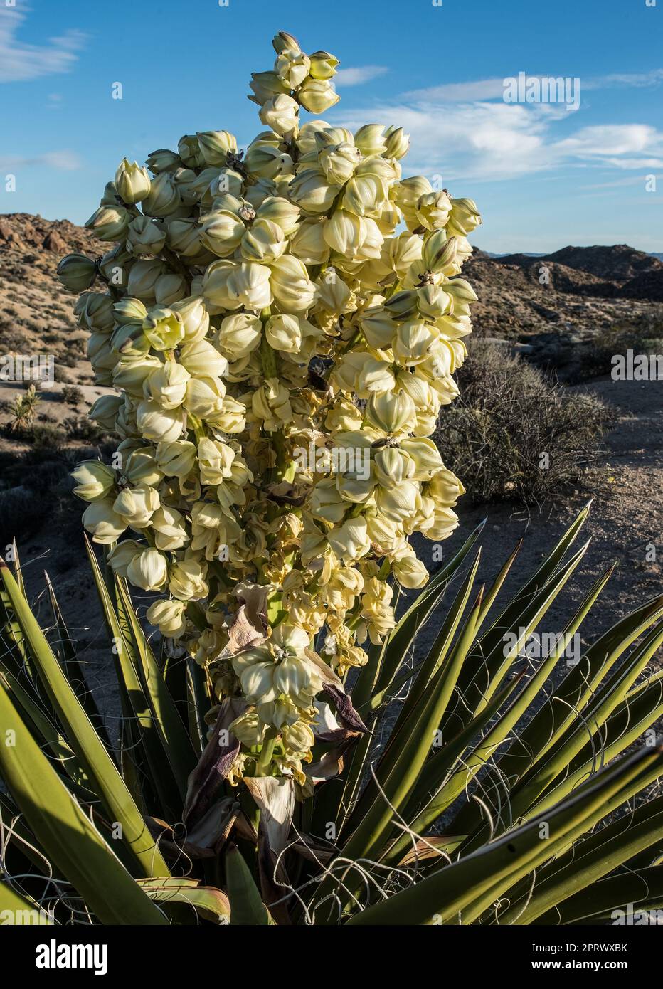 Yucca blüht weiße Blüten in der Wüste Stockfoto