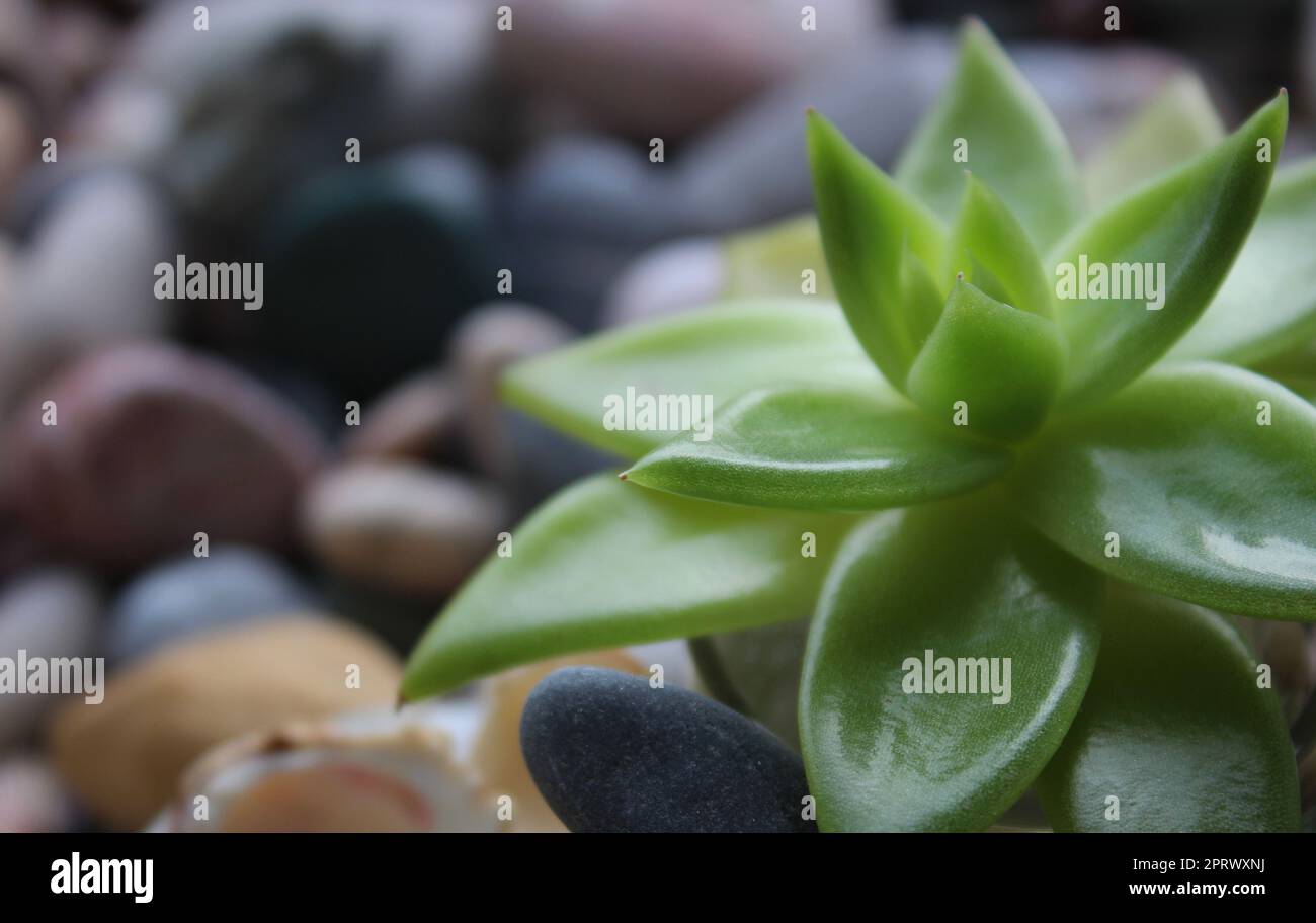 Extreme Nahaufnahme von Sprossen exotischer Pflanzen mit grünem Laubwachstum durch Kieselsteine Stockfoto