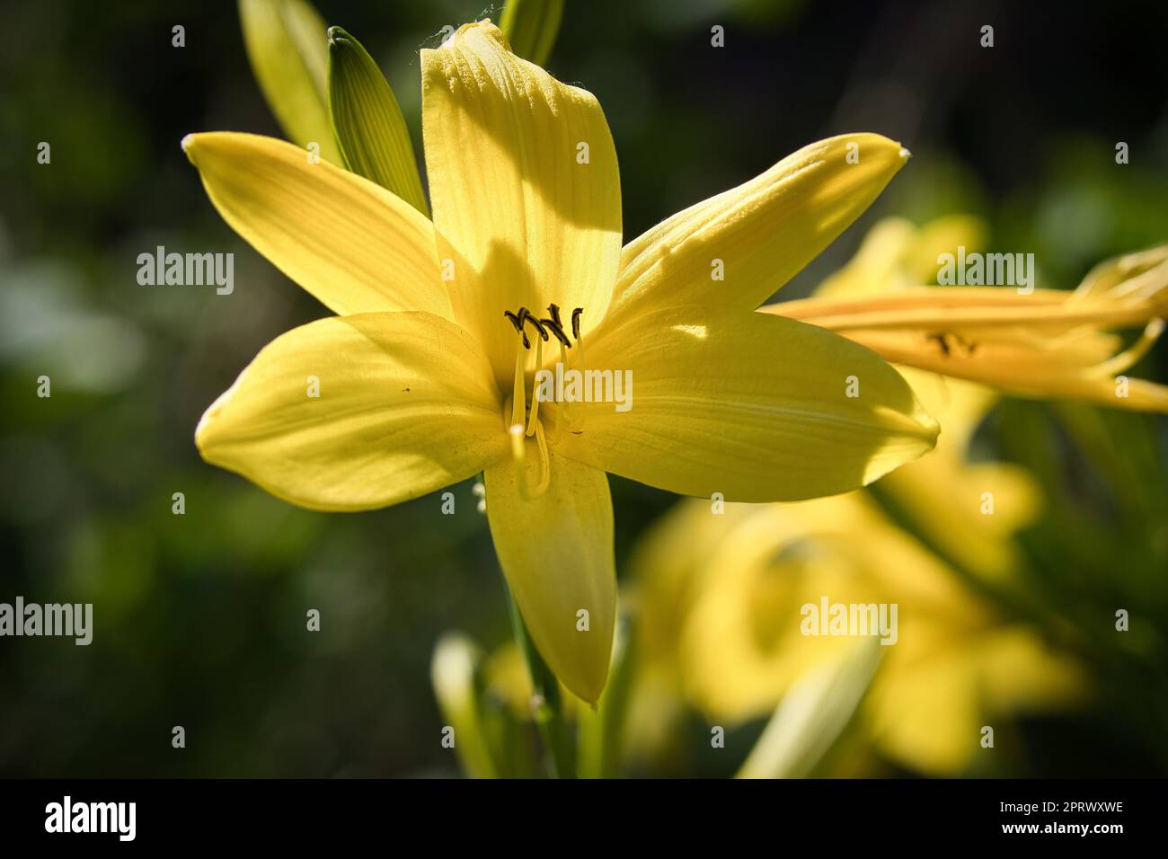 Wunderschöne gelbe Lilie mit wunderschönem Bokeh. Grüne Blätter vervollständigen die Farbharmonie Stockfoto