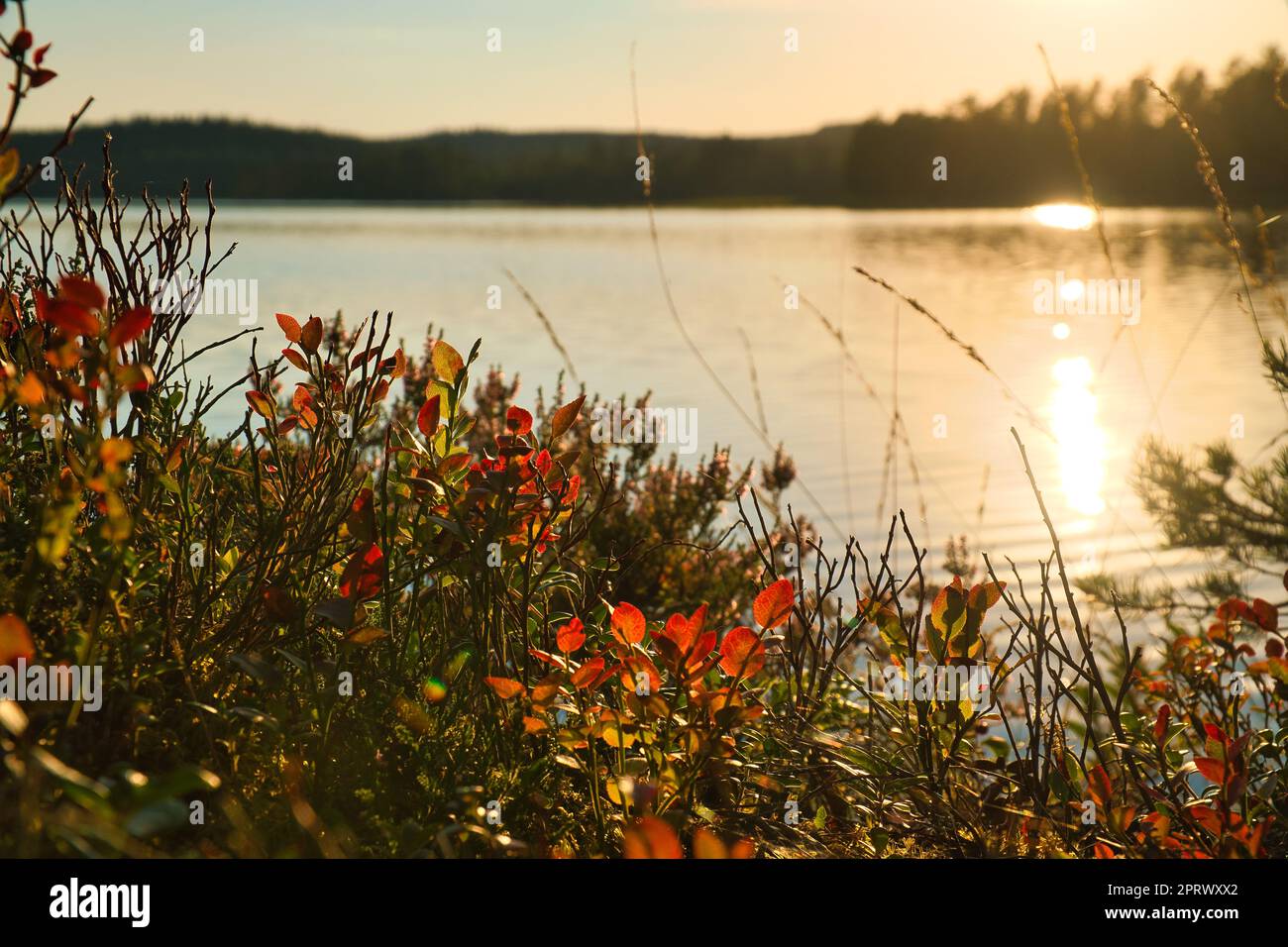 An einem See in Schweden, mit Heidelbeersträuchern im Vordergrund. Im Hintergrund Wälder und blauer Himmel. Natur aus dem Norden aufgenommen Stockfoto