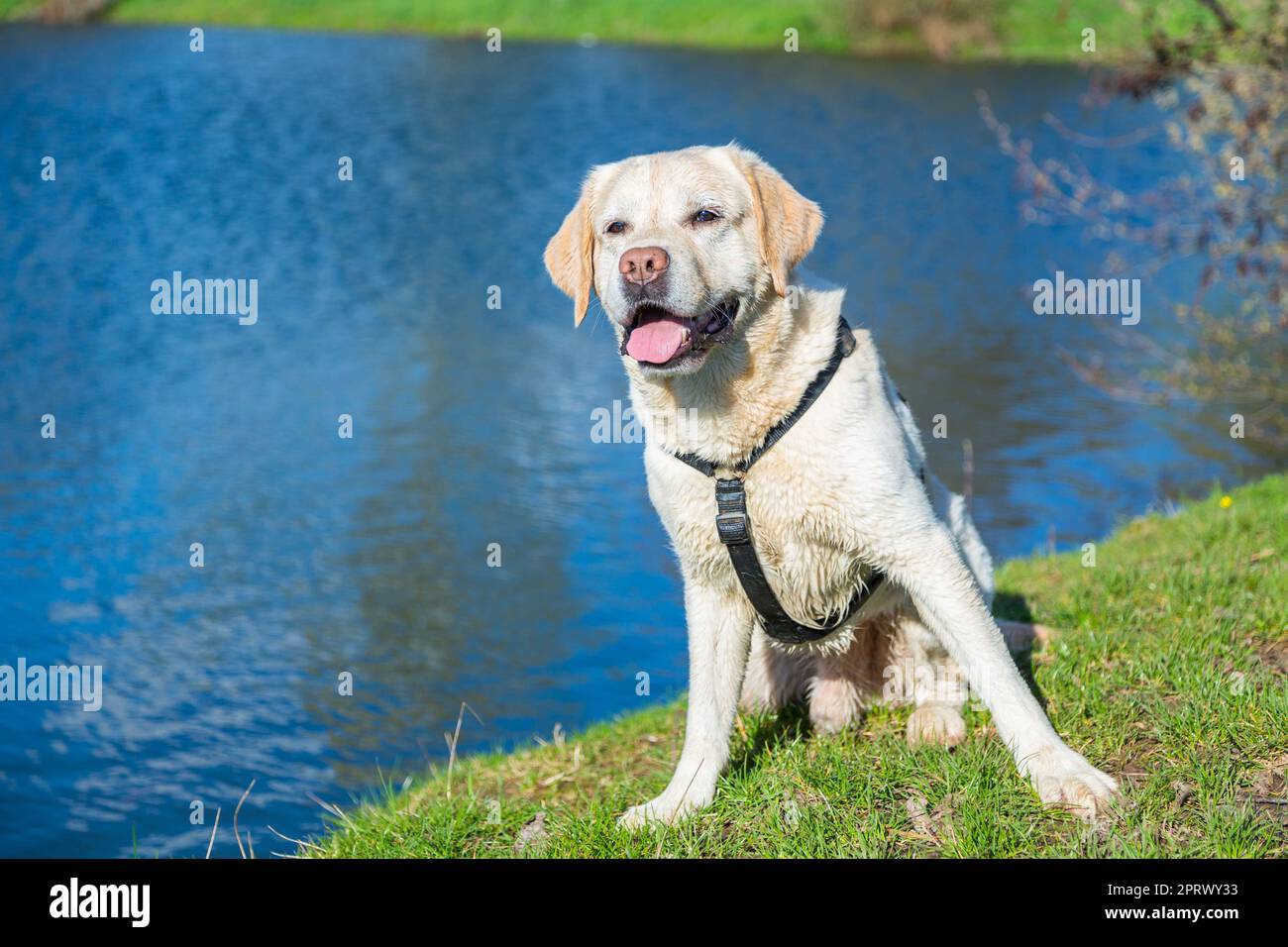 Weißer labrador-Hund an einem See Stockfoto