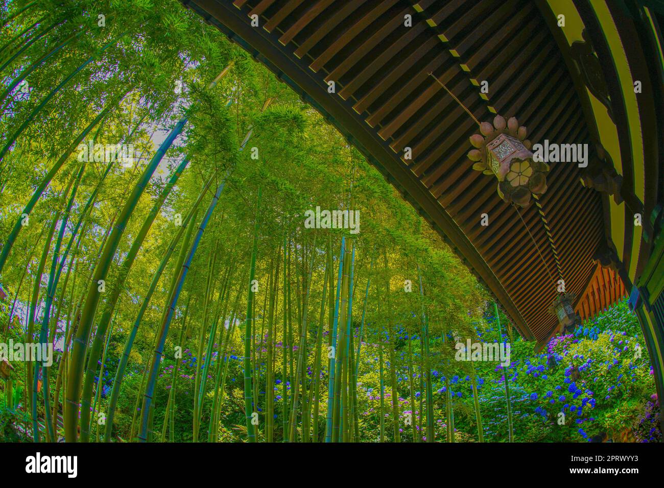 Licht, das in den Bambuswald eingepflanzt wurde Stockfoto