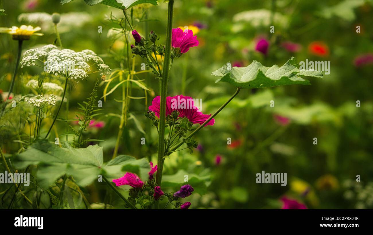 Rote Blume mit wunderschönen Blütenblättern, individuell auf einer Blumenwiese abgebildet. Stockfoto