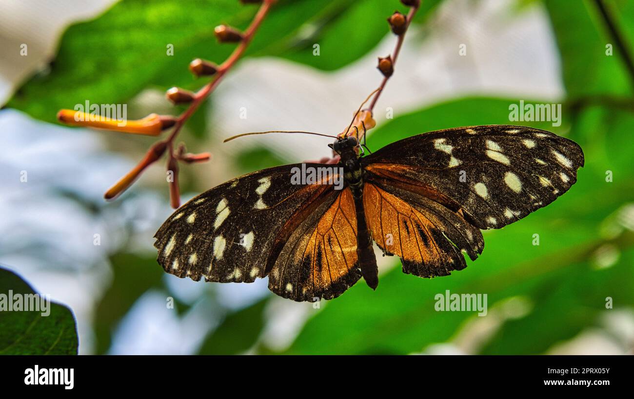 Farbenfroher Schmetterling auf einem Blatt, Blume. Elegant und zart Stockfoto
