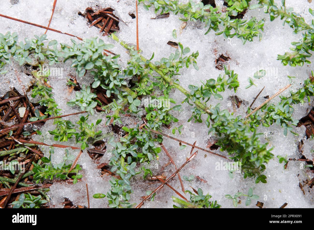 Die gefallenen Zweige von Chamaecytisus proliferus. Stockfoto