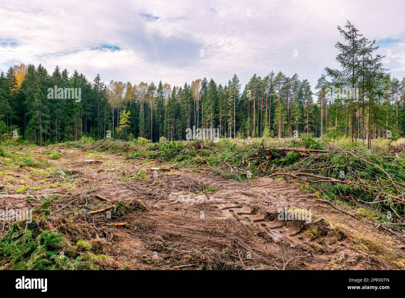 Holzeinschlagplatz. Panorama der Fällstelle und Spuren von Holzfällgeräten Stockfoto