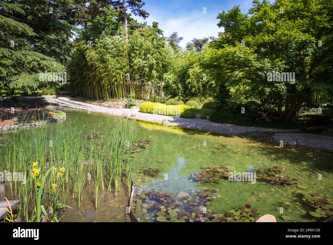 Teich in einem japanischen Garten Stockfoto