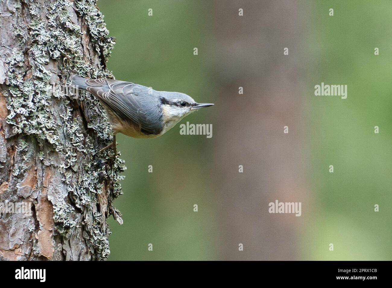 Auf einem Baumstamm auf der Suche nach Essen. Kleiner grauer und weißer Vogel. Tierfoto Stockfoto