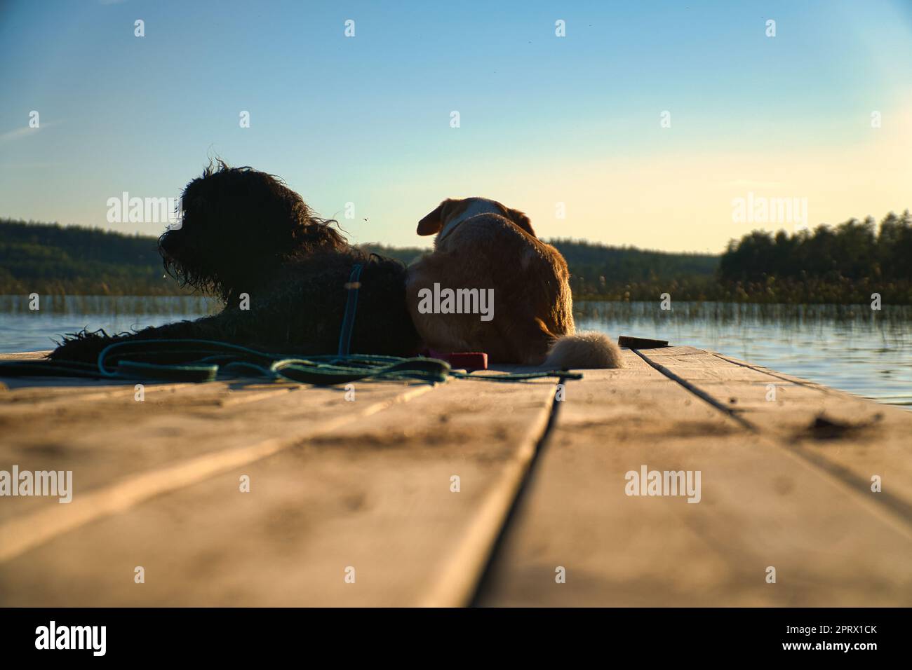 Hundefreunde, die auf einem Steg liegen und den See in Schweden betrachten. Goldklumpen und Mixen Stockfoto