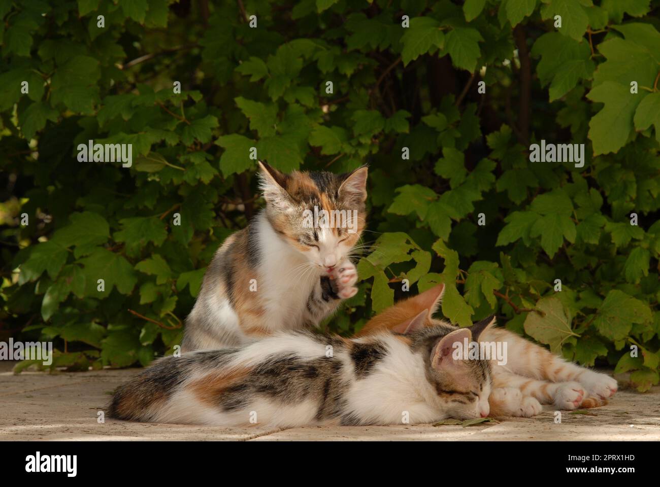 Mehrere junge Katzen liegen draußen vor einem grünen Busch und schlafen miteinander Stockfoto
