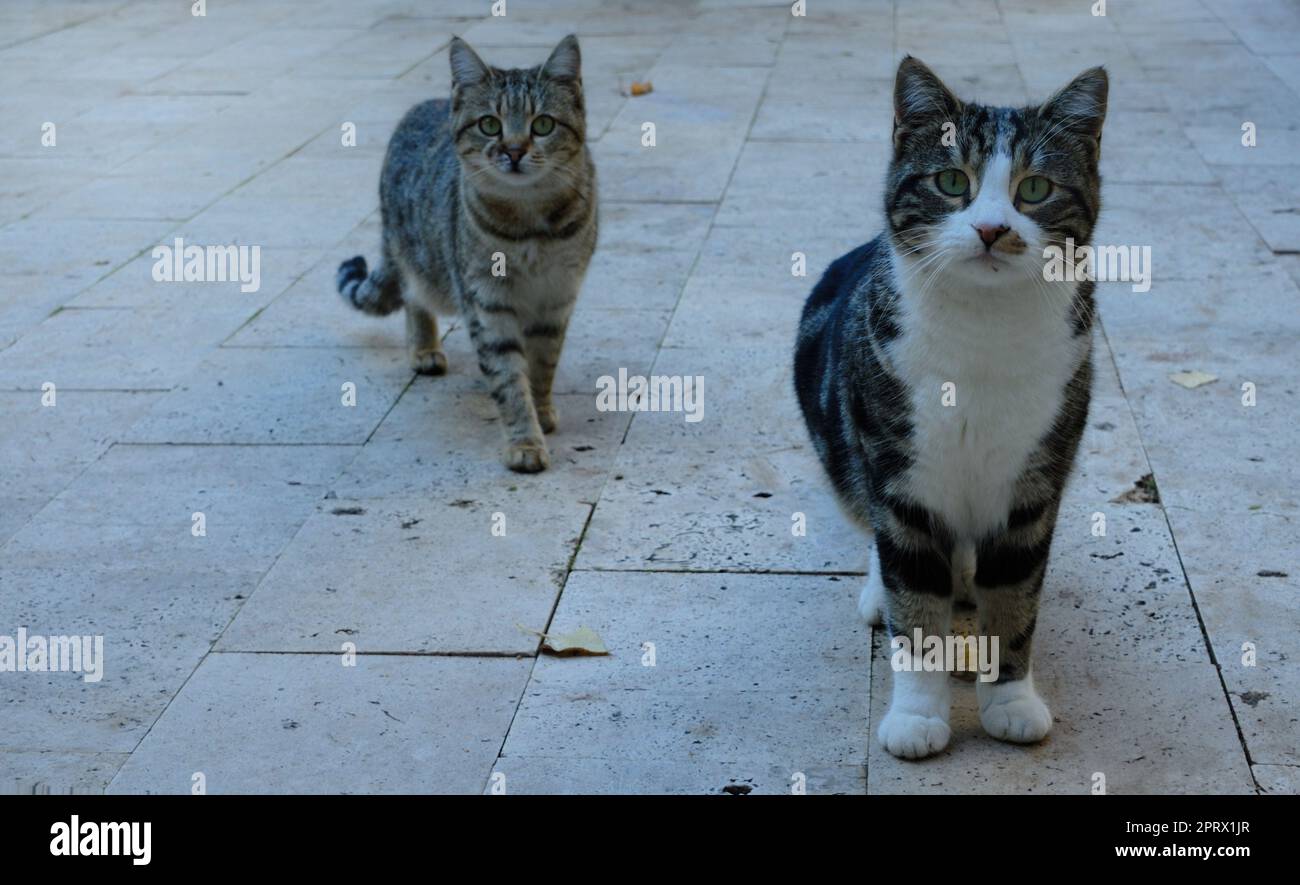 Zwei Katzen, die draußen stehen und seltsamerweise nach draußen schauen Stockfoto