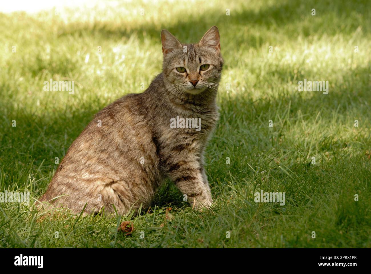Katze auf einem grünen Rasen im Garten Stockfoto