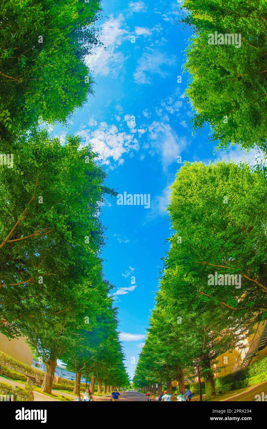 Ginkgo von Bäumen gesäumte Straßen von frischem Grün (Akishima) Stockfoto