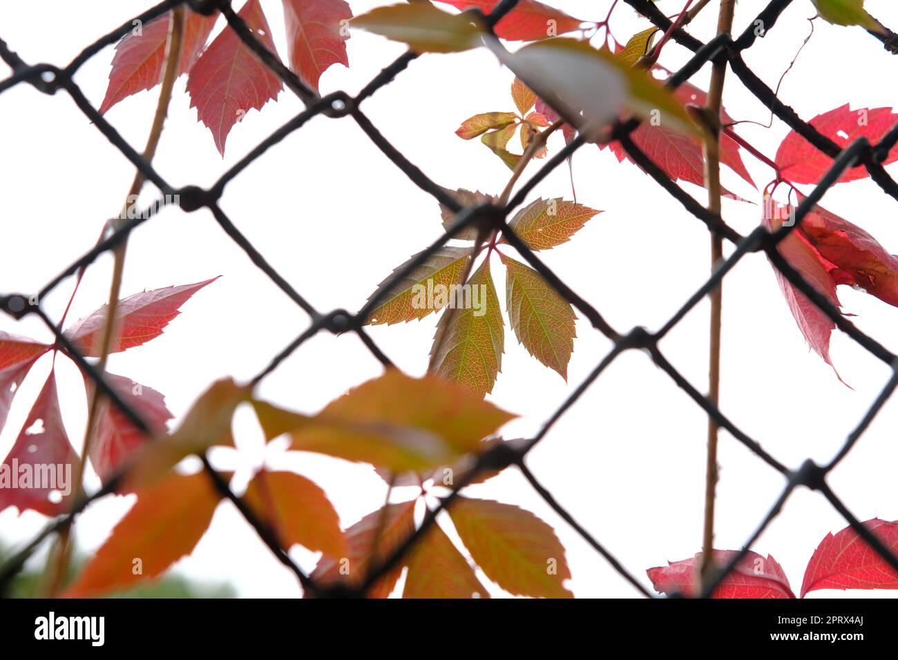 Rote Blätter im Herbst der wilden Traube auf dem Metall-Fance Stockfoto